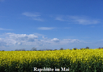 Rapablte im Mai
